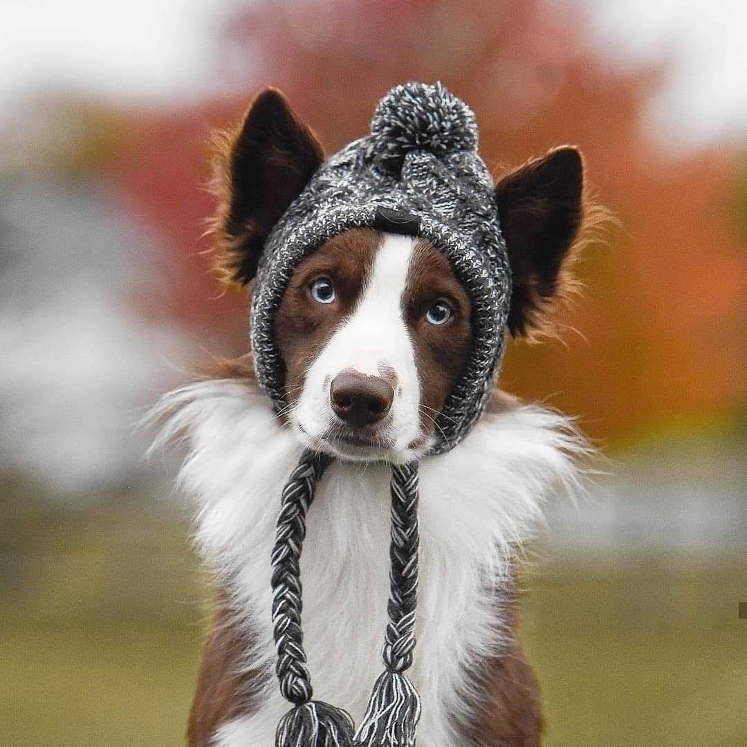 Windproof Knit Hat for Dogs